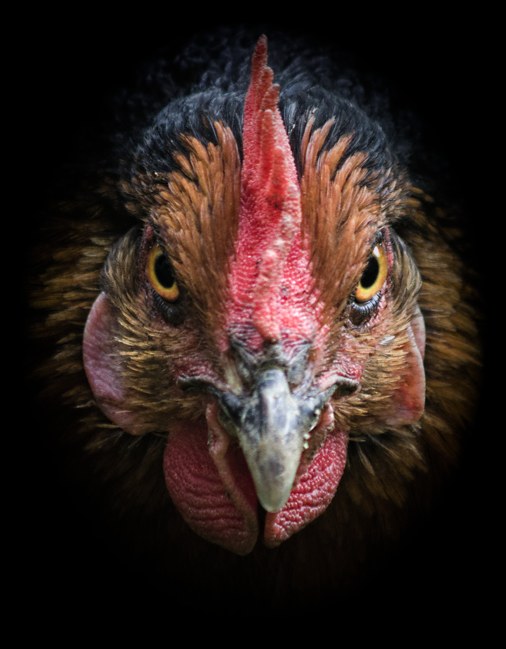 C'est si mignon une poule C'est si mignon une poule